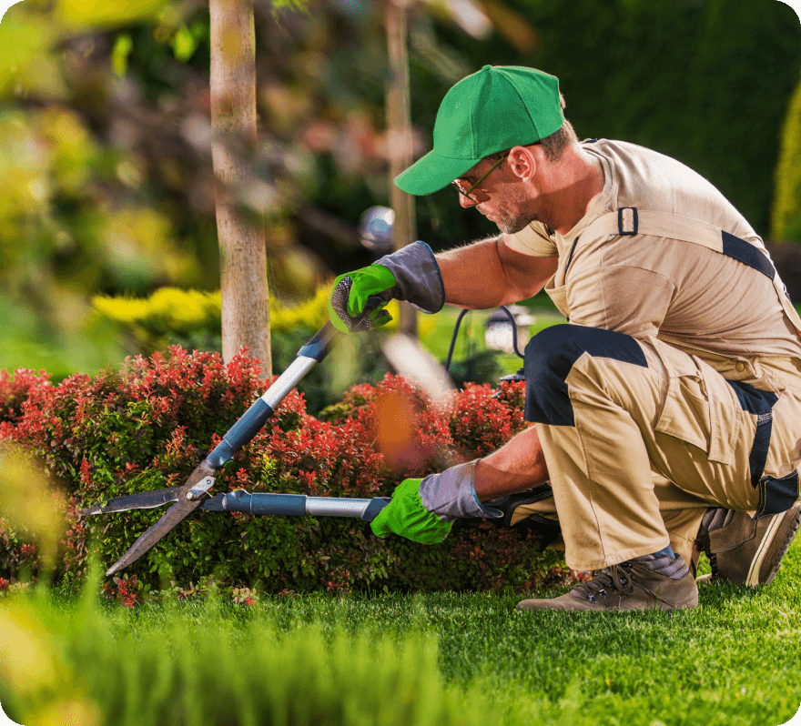 A person kneels on grass while trimming a low hedge with manual hedge shears. They are wearing a green cap, gloves, and beige work clothes, with shrubs and trees in the background.